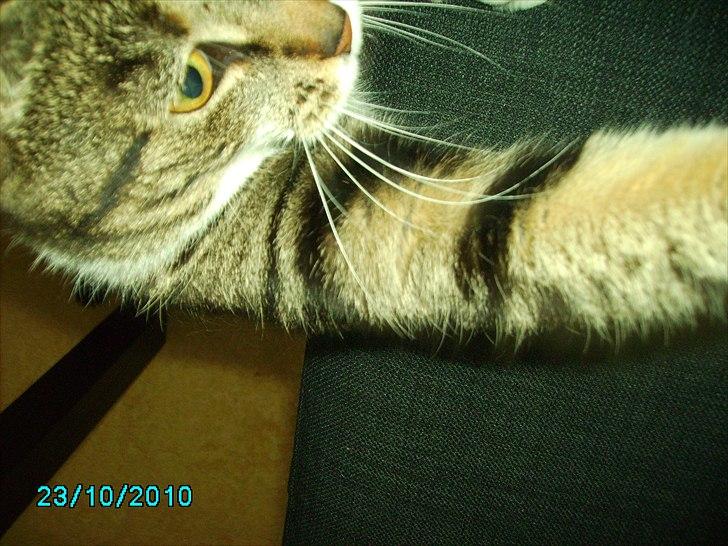 Blanding af racer Sjikke - "Nu har jeg dig!" billede 2