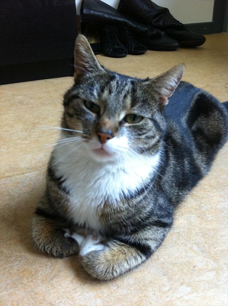 Blanding af racer Sjikke - "Gider du ikke godt lige?" billede 3