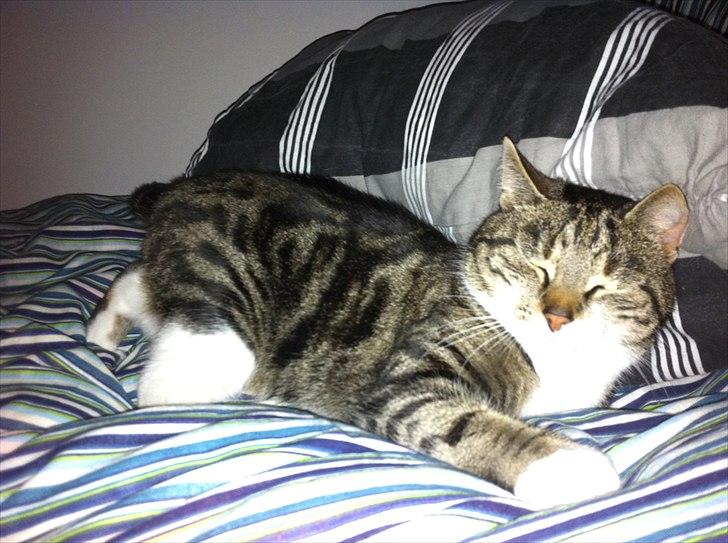 Blanding af racer Sjikke - "Du kan ikke fange mig!" billede 4