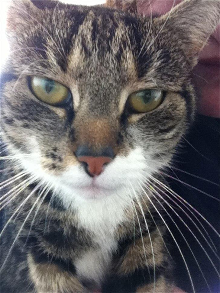 Blanding af racer Sjikke - "Er jeg lige lækker, eller hvad?" billede 5