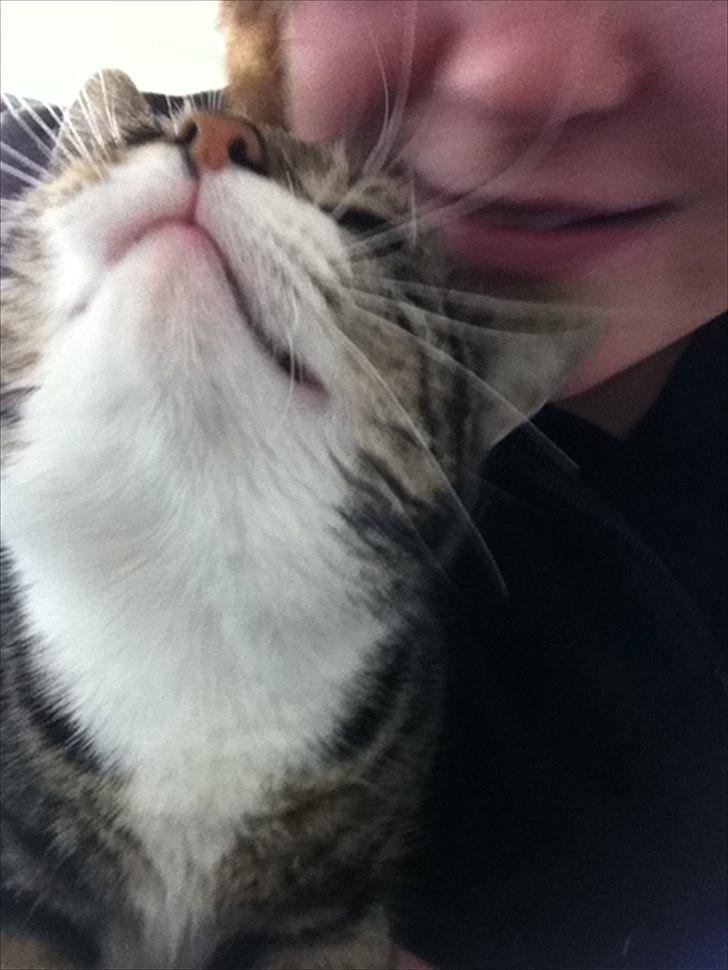 Blanding af racer Sjikke - "Min mor er den bedste!" billede 6