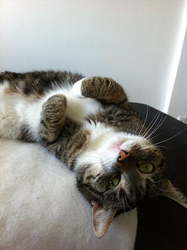 Blanding af racer Sjikke - "Mhm, jeg har det nu meget godt!" billede 8