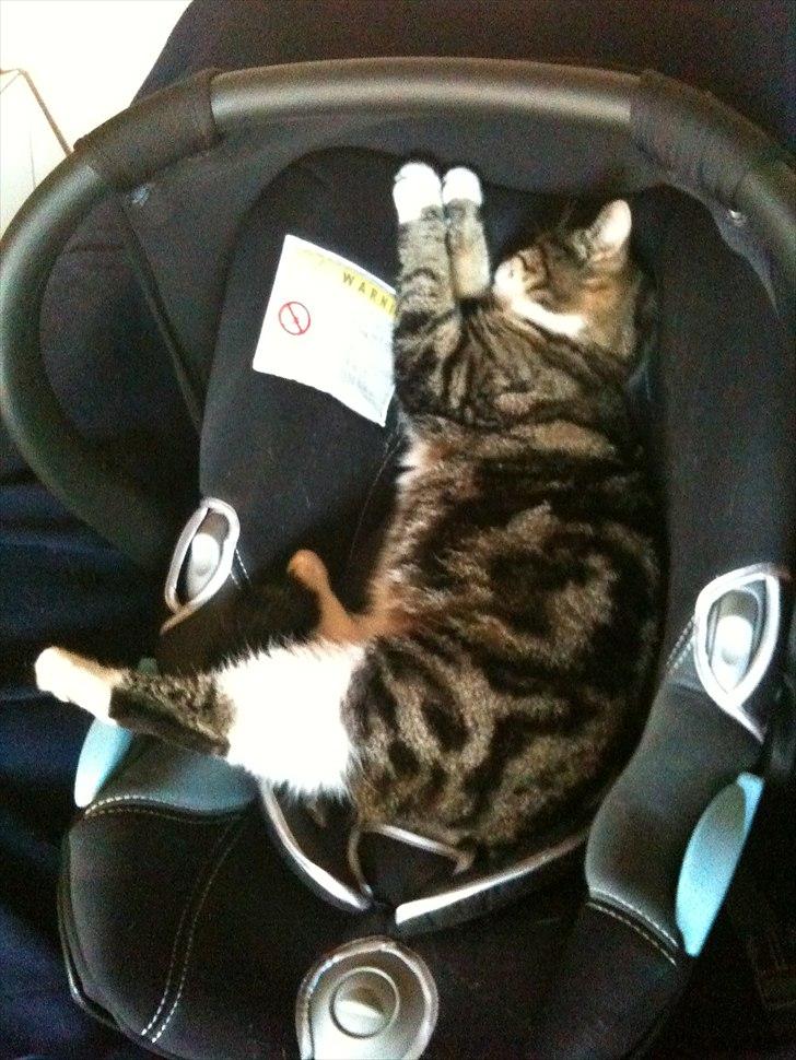 Blanding af racer Sjikke - "Lillemandens stol er så lækkert at flyde i!" billede 9