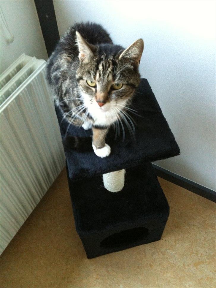 Blanding af racer Sjikke - "Gå væk, eller jeg slår dig!" billede 10