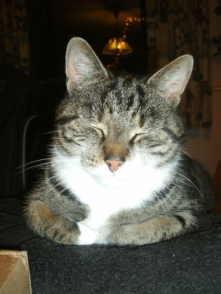 Blanding af racer Sjikke - "Jeg smiler nu, NU!" billede 11