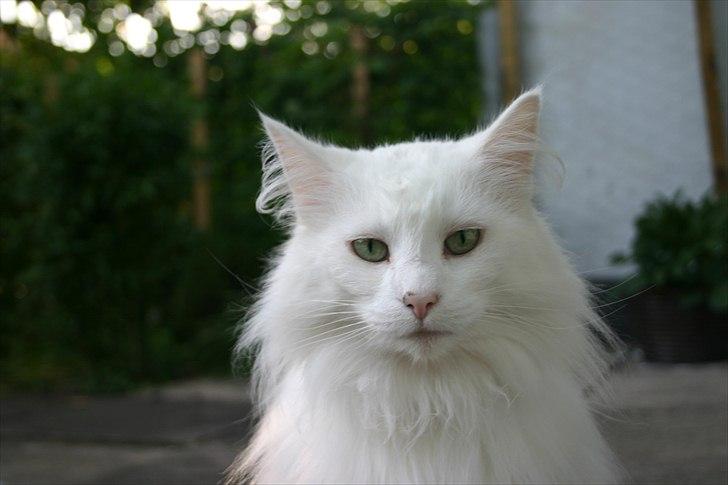 Norsk Skovkat Emma RIP billede 2