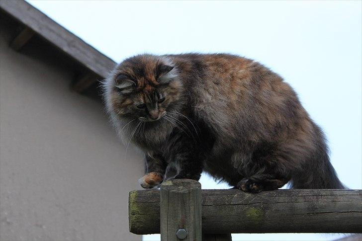 Blanding af racer Pjuske billede 14