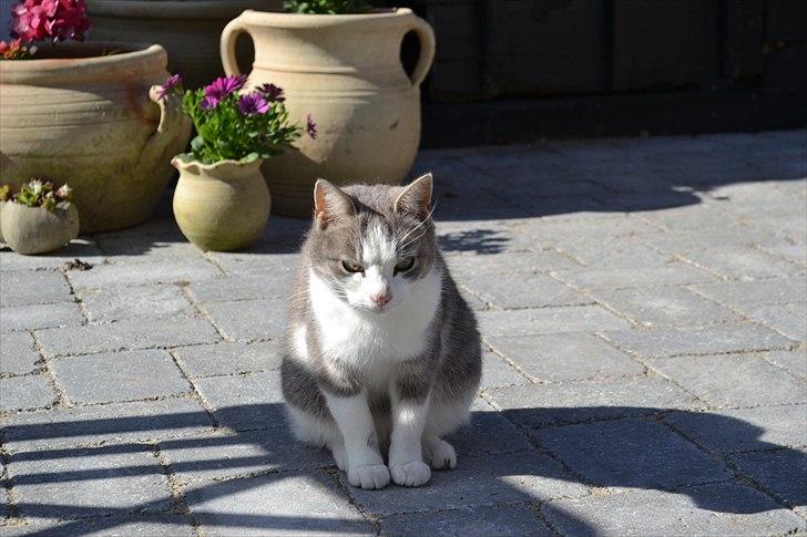 Huskat Vitello billede 4