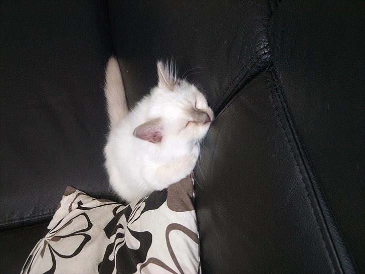 Hellig Birma Chicabee Tenzii - Gået helt død på sofaen! Kælemis .. billede 11