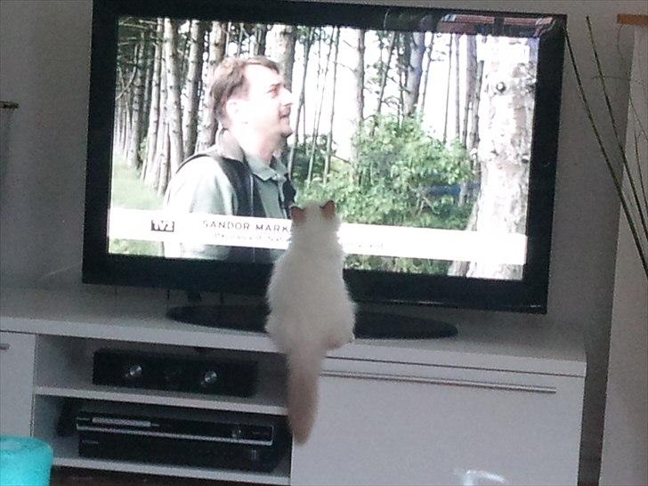 Hellig Birma Chicabee Tenzii - Programmet om den angribende musvåge er YDERST spændende synes Tenzii! billede 12