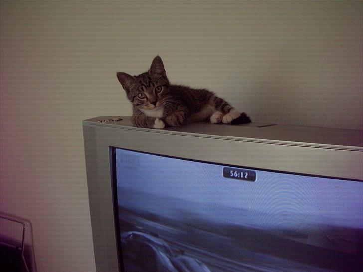 Huskat bølle billede 1