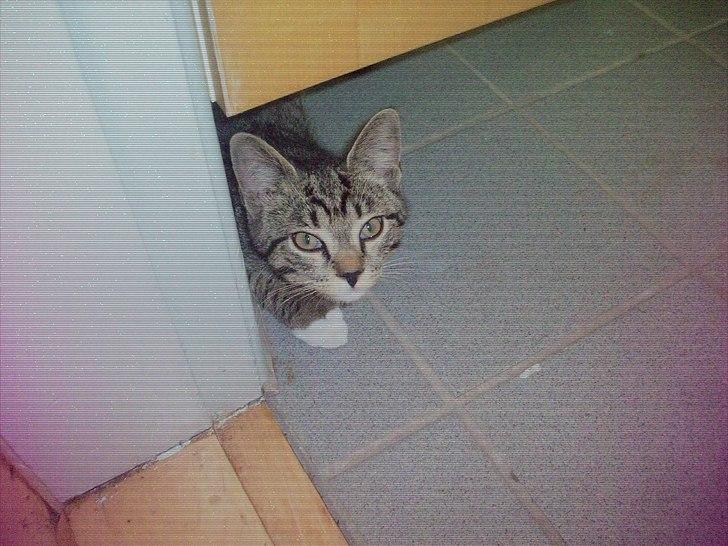 Huskat bølle billede 2