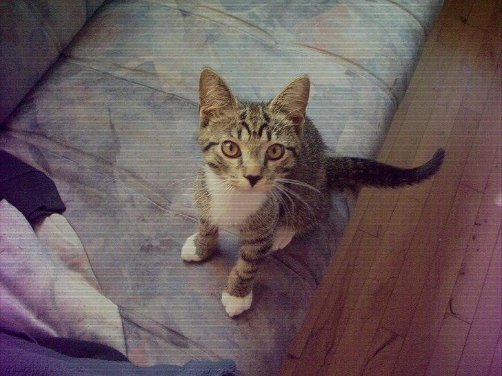 Huskat bølle billede 3