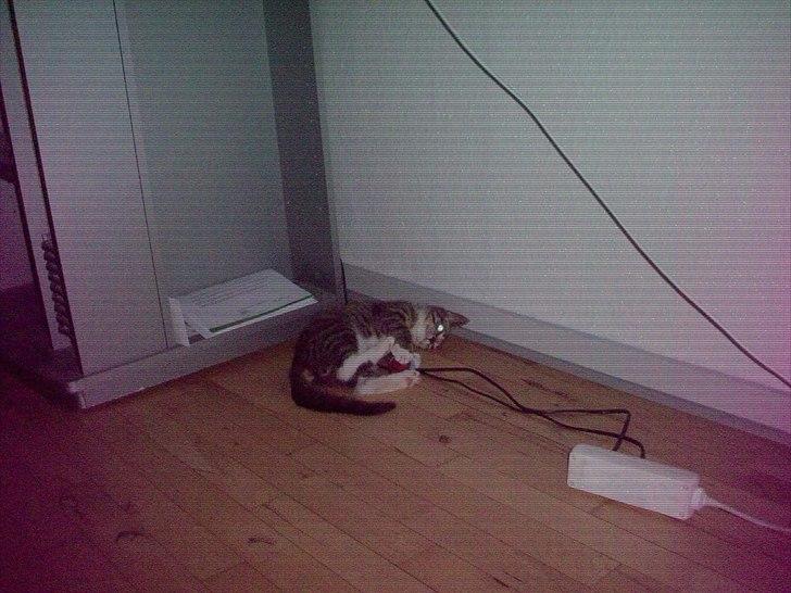 Huskat bølle billede 4