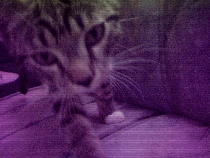 Huskat bølle billede 5