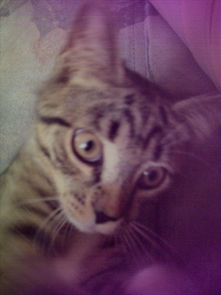 Huskat bølle billede 6