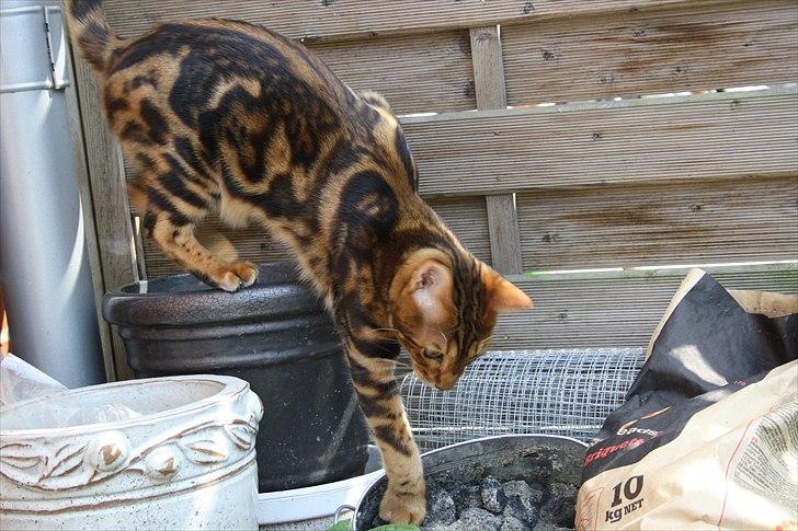 Bengal Nando - Nando på opdagelse i den store have !  billede 10