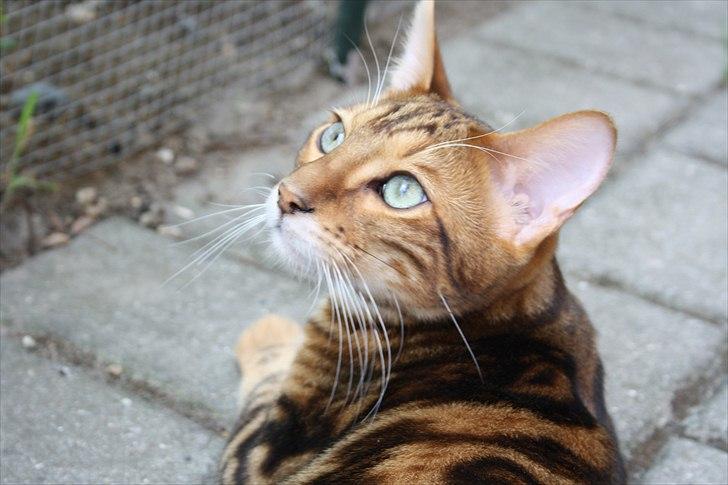 Bengal Nando billede 6