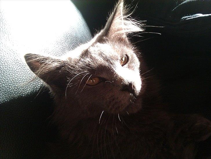 Maine Coon max billede 1