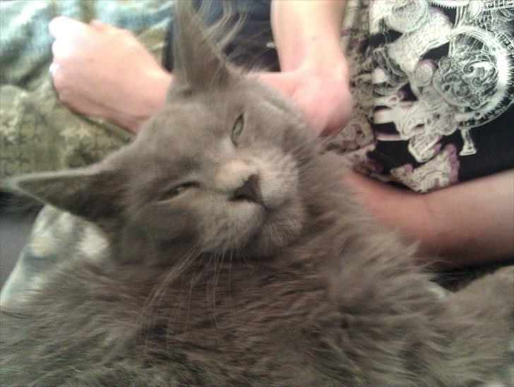 Maine Coon max billede 2