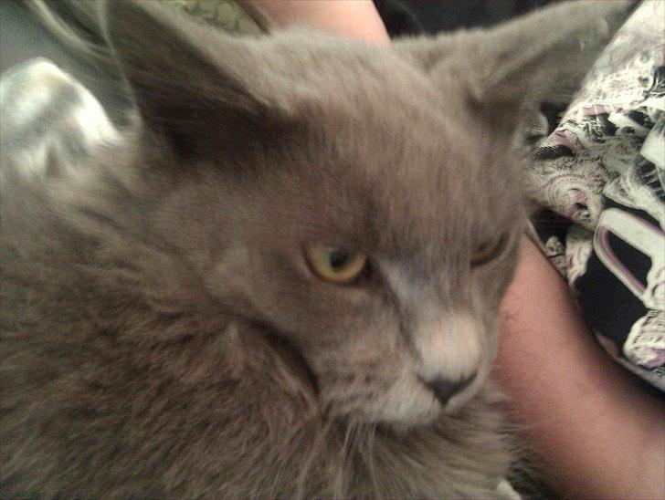 Maine Coon max billede 3