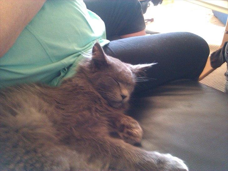 Maine Coon max billede 4