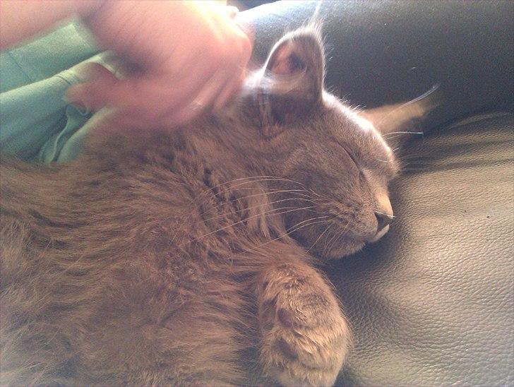 Maine Coon max billede 5