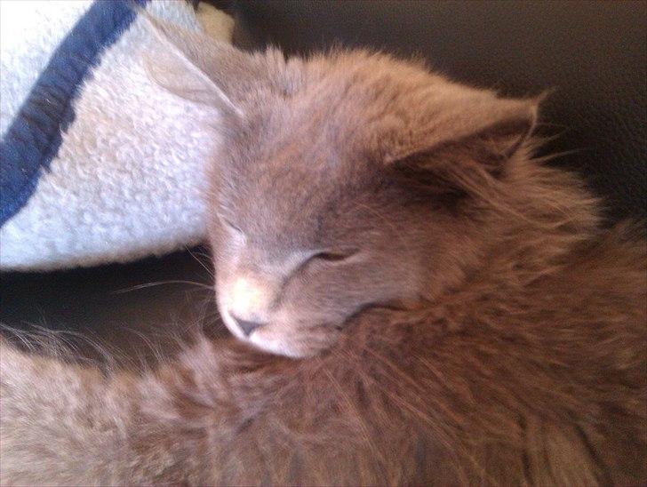 Maine Coon max billede 6