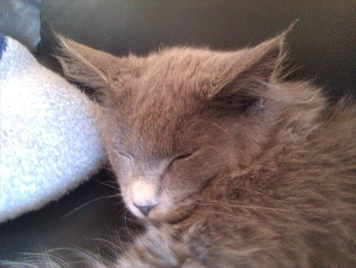 Maine Coon max billede 7