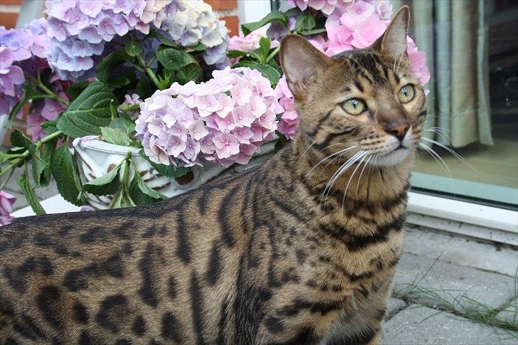 Bengal Baloo billede 1