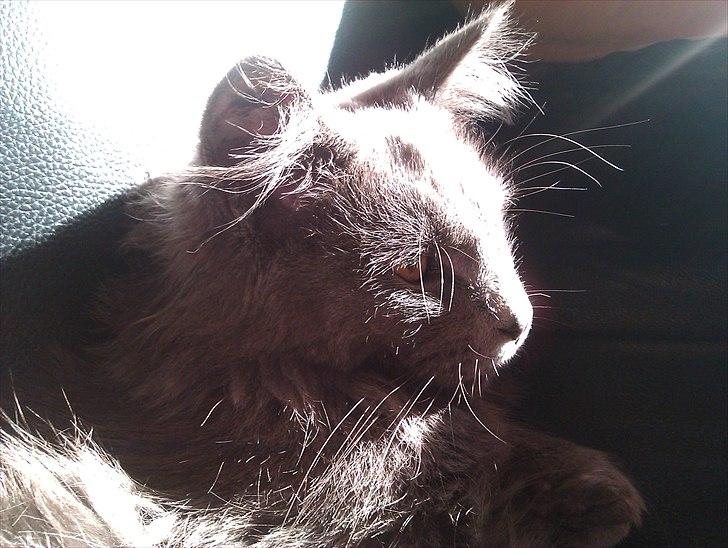 Maine Coon max billede 8