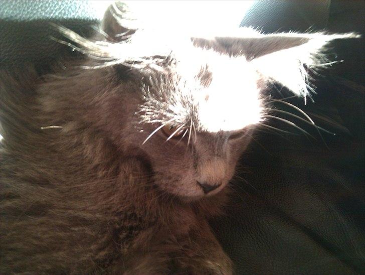 Maine Coon max billede 9