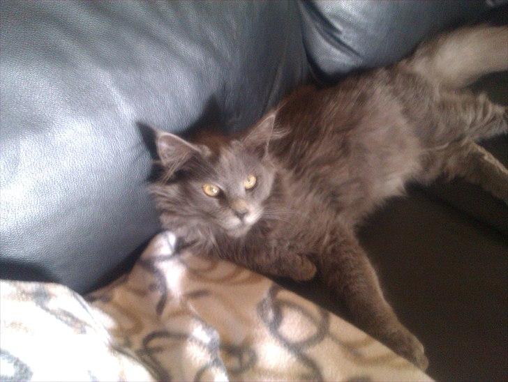 Maine Coon max billede 10