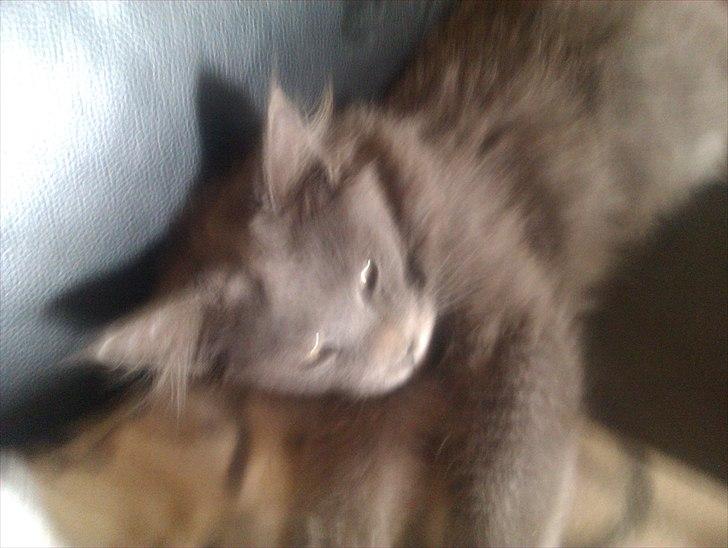 Maine Coon max billede 11