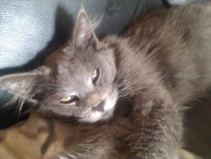 Maine Coon max billede 12