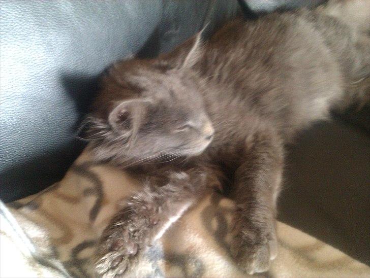 Maine Coon max billede 13