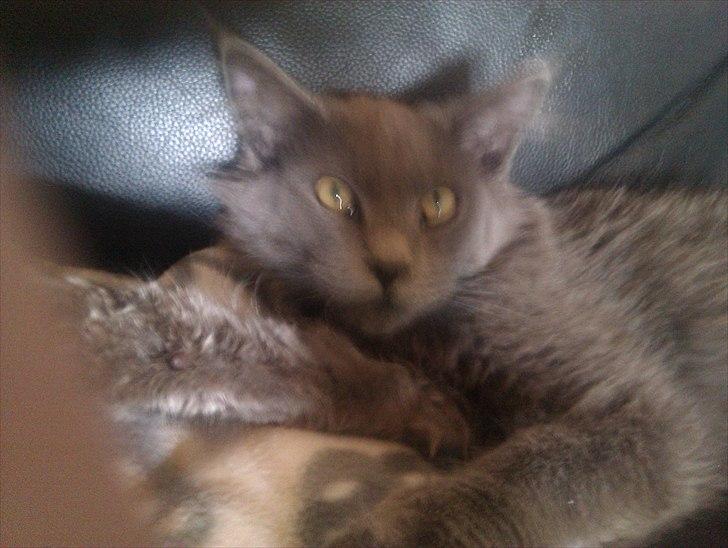 Maine Coon max billede 14