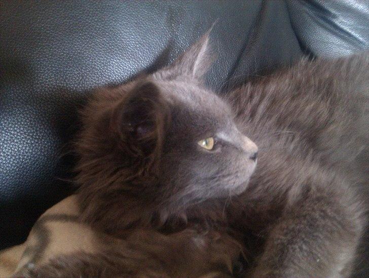 Maine Coon max billede 15