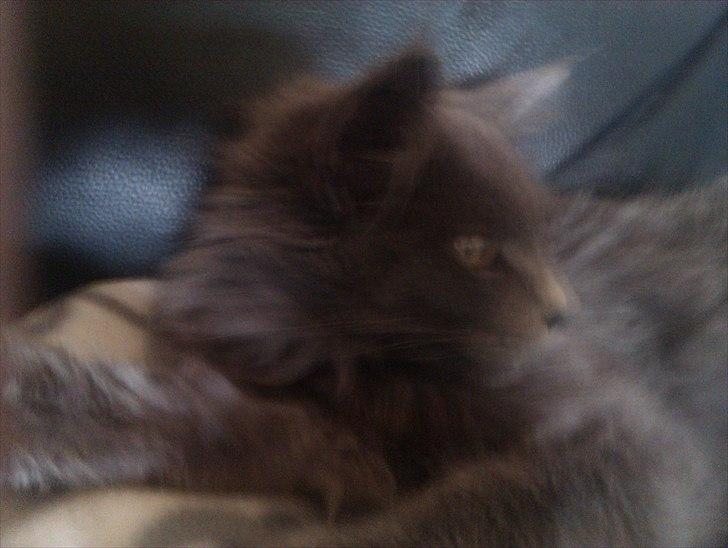 Maine Coon max billede 16