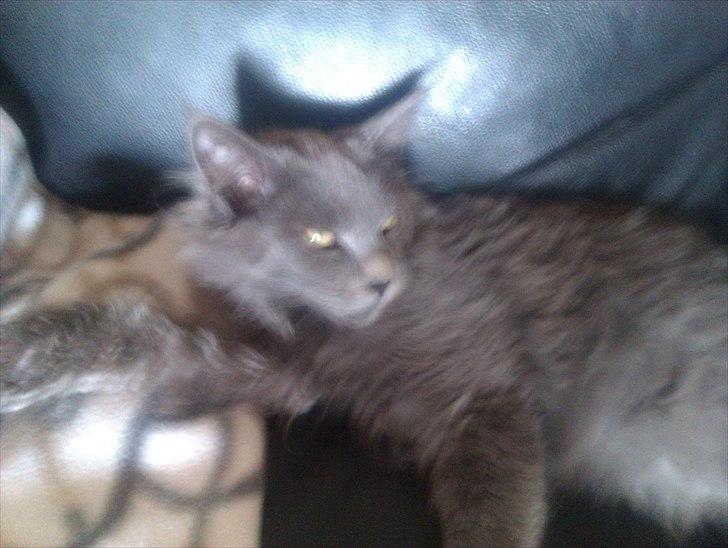 Maine Coon max billede 17