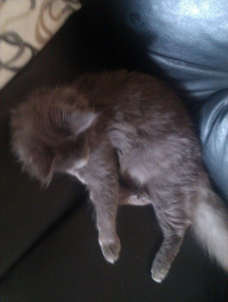 Maine Coon max billede 18