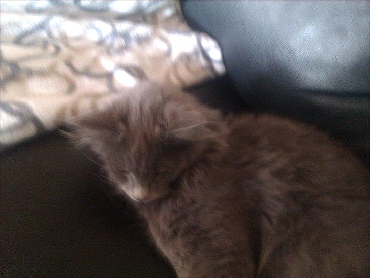 Maine Coon max billede 19