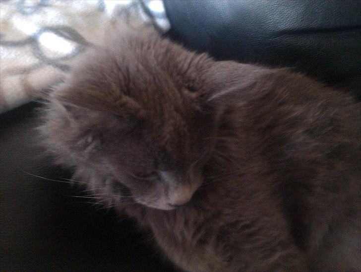 Maine Coon max billede 20