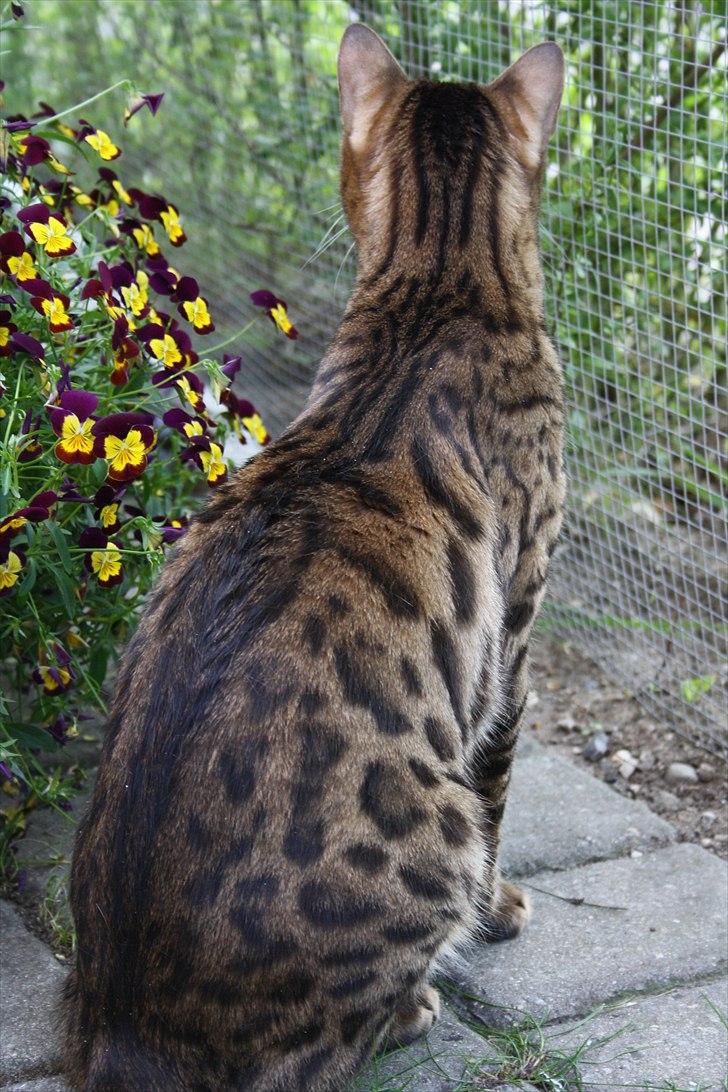 Bengal Baloo - Baloo filosoferer over livet som kat, og takker af for denne gang :-) billede 20