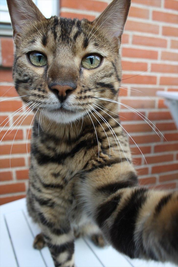 Bengal Baloo - HALLO, giv mig den dersens! billede 9