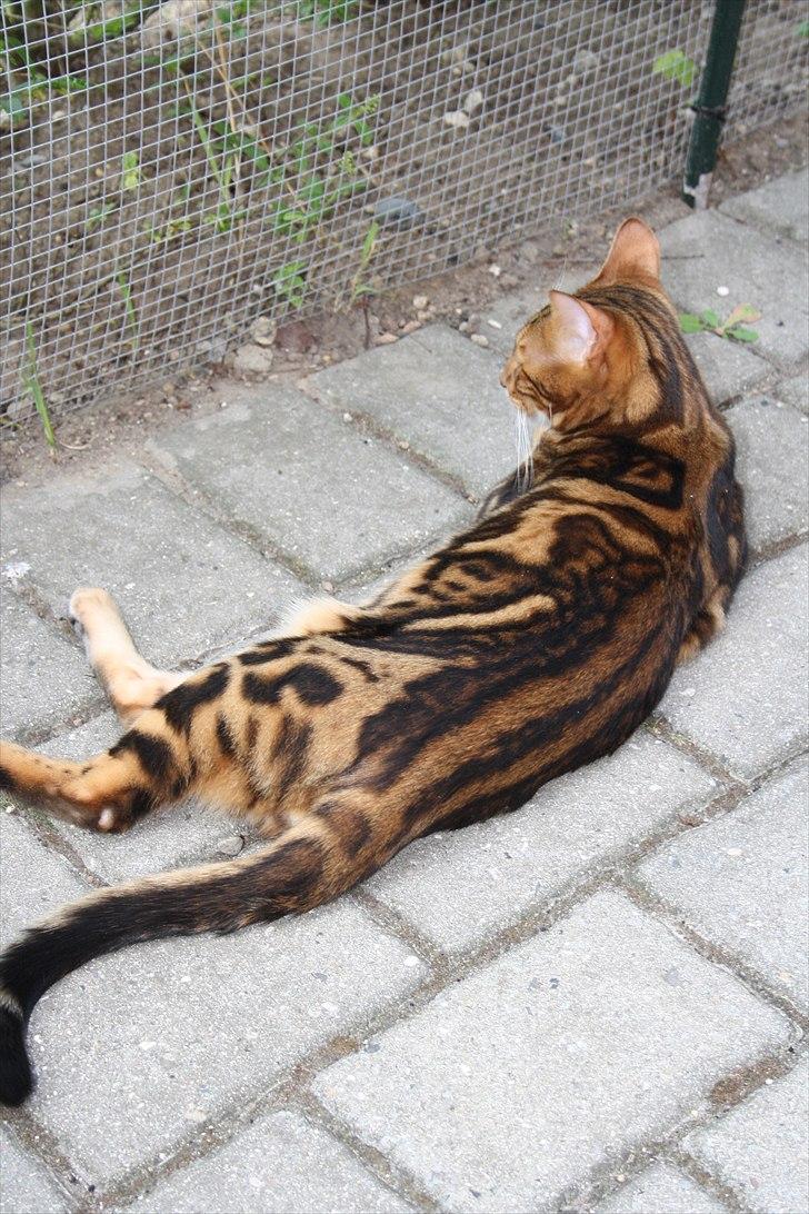 Bengal Nando - Min smukke dreng ! billede 7