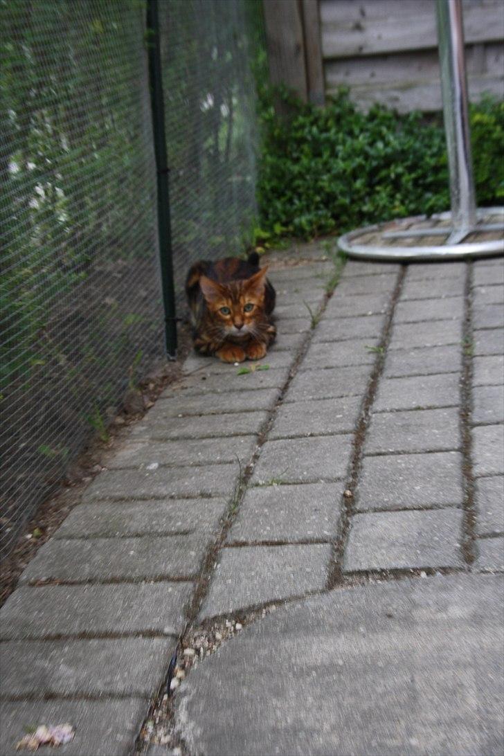 Bengal Nando - Hihi, sådan ser Nando ud når han jager :D billede 18