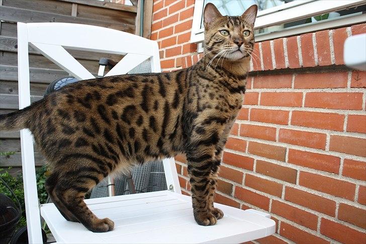 Bengal Baloo - Min meget smukke dreng ! billede 10