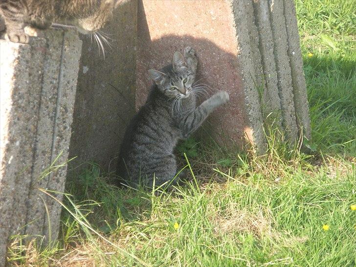 Huskat Mivsen:* billede 14