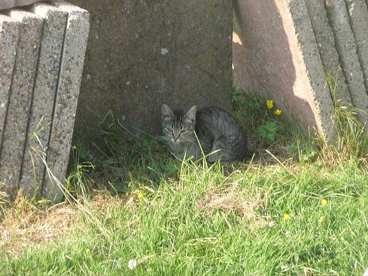 Huskat Mivsen:* billede 15